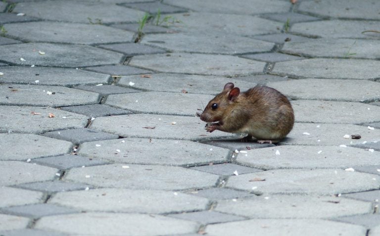Rat on the floor