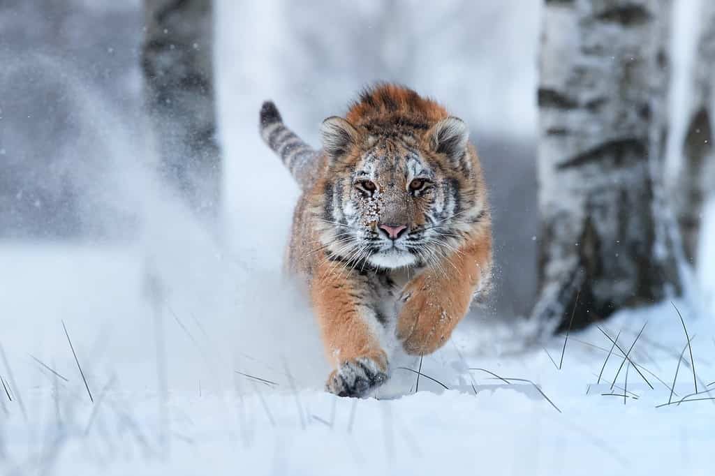 Siberian tiger, Panthera tigris altaica, male with snow in fur, running directly at camera in deep snow. Attacking predator in action. Taiga environment, freezing cold, winter.