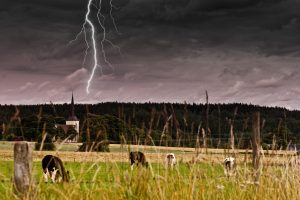 Cow Runs For Safety As Hailstorm Strikes Down Picture