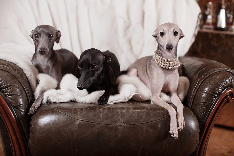 Playful Italian Greyhound on a couch with a chew toy