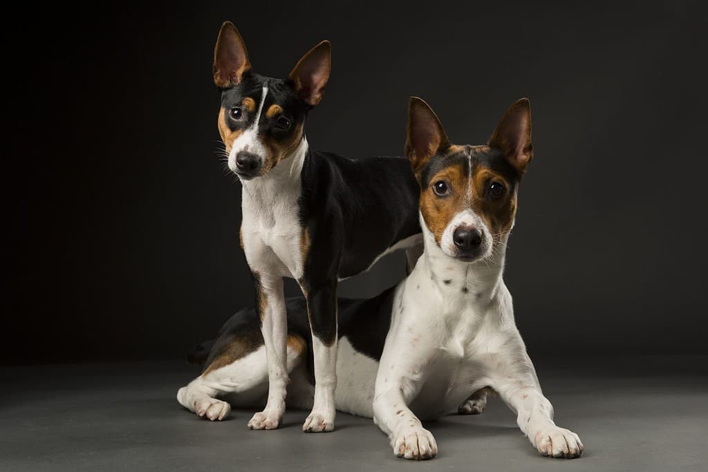 Two American Rat Terriers