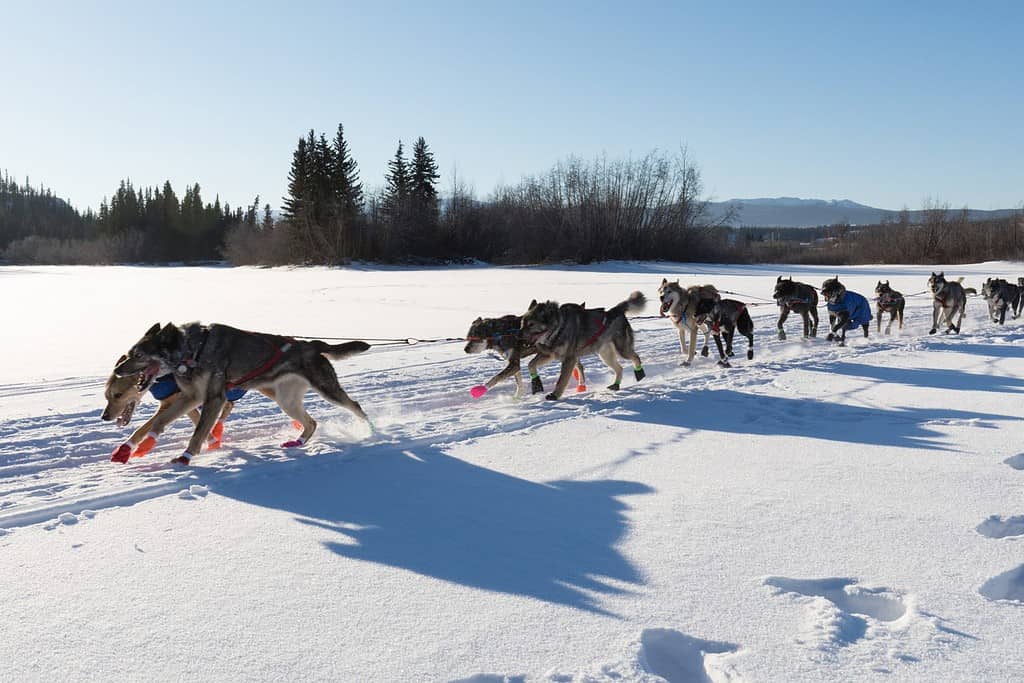 Dog team racing in Yukon Quest 1,000 Mile International Sled Dog Race in beautiful Yukon Territory, Canada, winter snow landscape