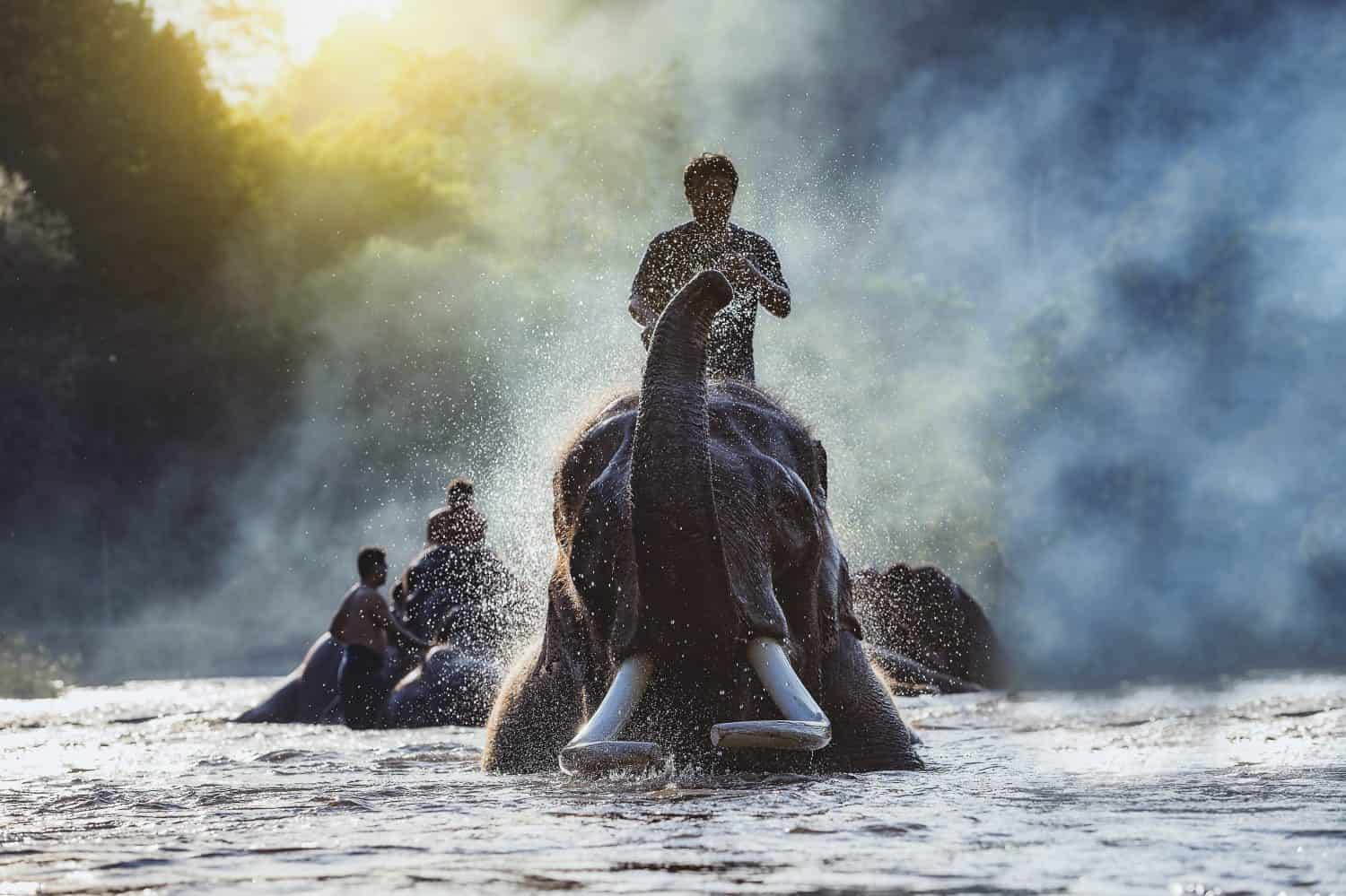 CHIANG MAI,THAILAND,elephants taking a bath with mahout in river,Visitors can visit nature closely,tourist riding on elephants trekking in Chiang Mai Thailand.