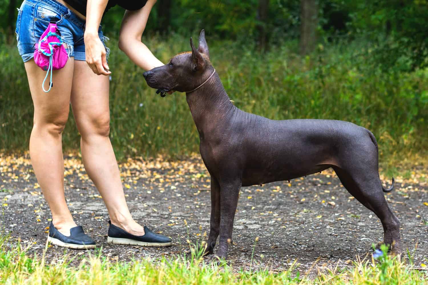 Mexican hairless dog (xoloitzcuintle, Xolo) training (stand command)
