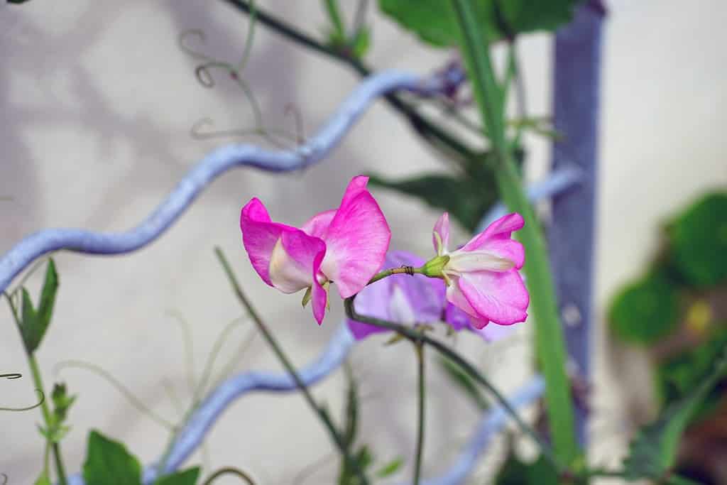 Fragrant pink and white sweet pea flowers climbing on the vine