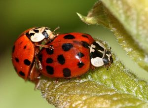 Male vs. Female Ladybugs: 4 Key Differences Picture