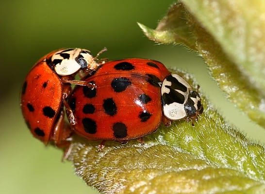 5 Reasons You Should Buy Ladybugs for Your Garden - A-Z Animals