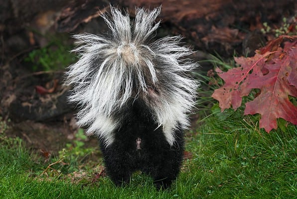 Why Do Skunks Spray? 6 Animals That Use Smell as a Weapon - A-Z Animals