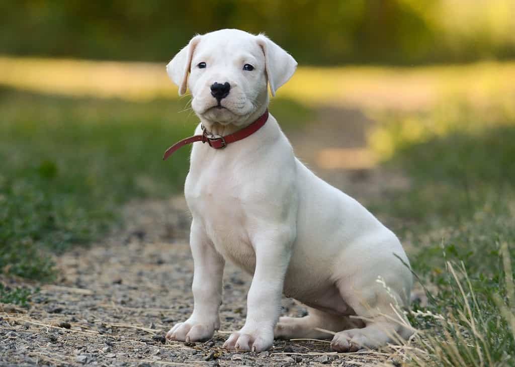 The white puppy Dogo Argentino sitting in grass.