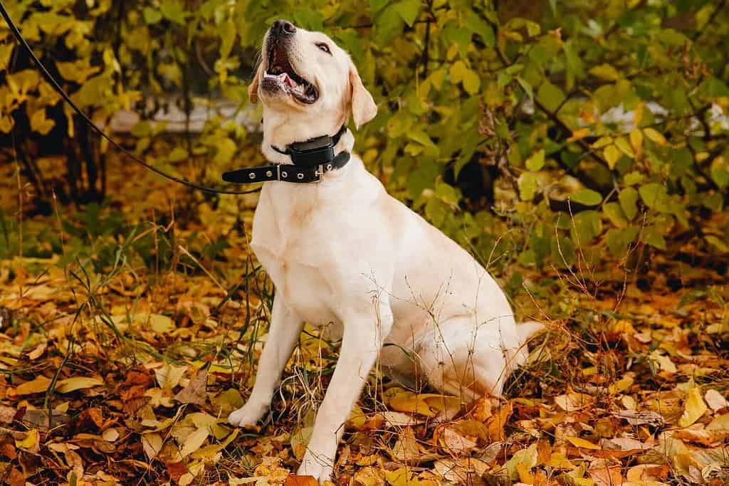 labrador Dog with collar on outdoor park autumn.