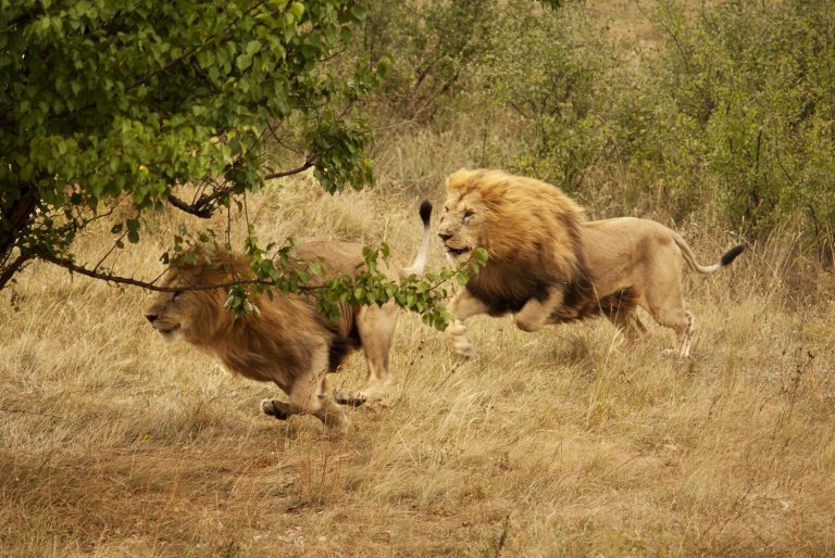 Lion run