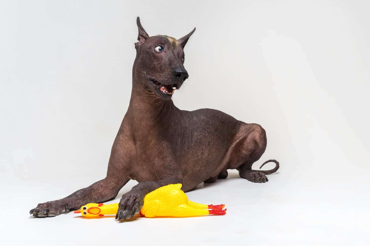 funny Mexican Hairless dog, xoloitzcuintli, lies on a gray background, holding a yellow rubber toy of a cock with a paw. Change the symbol of the animal year