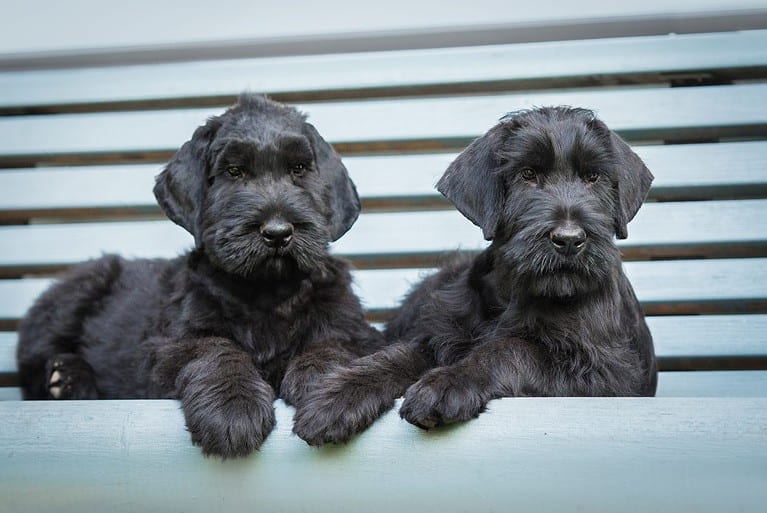 Giant Schnauzer Progression Growth Chart, Milestones, and Training