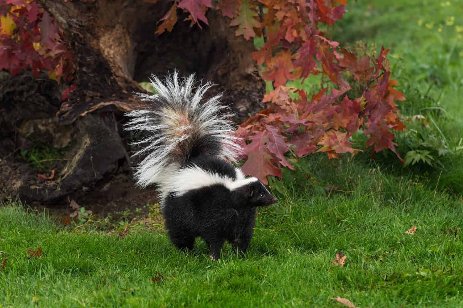 Striped Skunk (Mephitis mephitis) Tail Up By Fall Log - captive animal