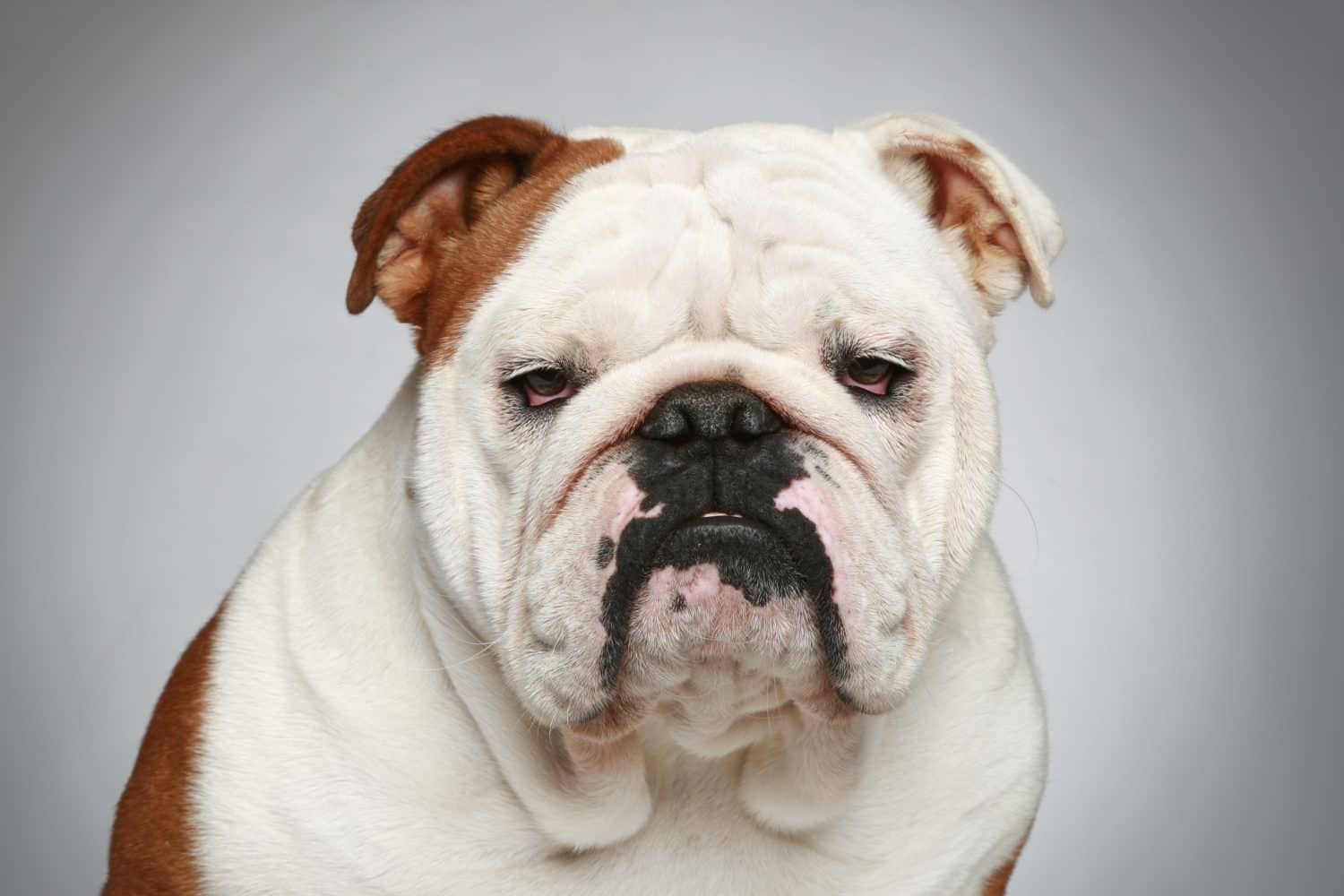 English bulldog. Close-up portrait on grey background