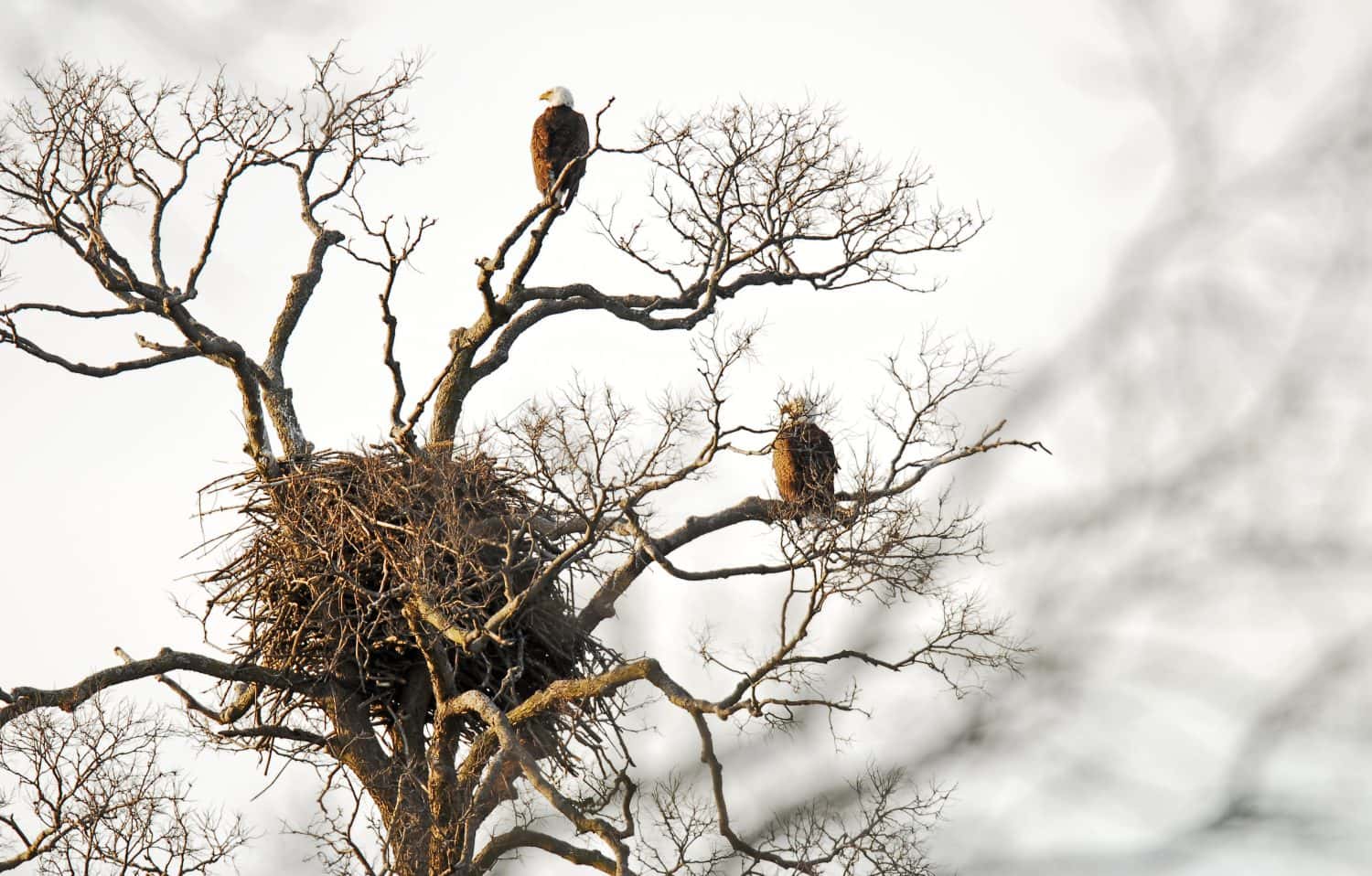 Nest of American bald eagles with eagles on nearby branches