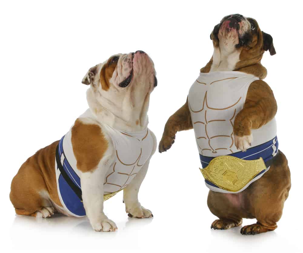 strong dog - two english bulldogs wearing muscle shirts looking up