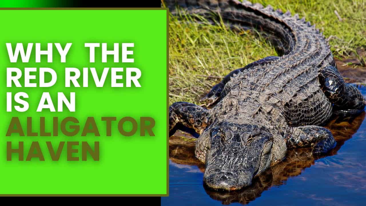 why the red river is an alligator haven