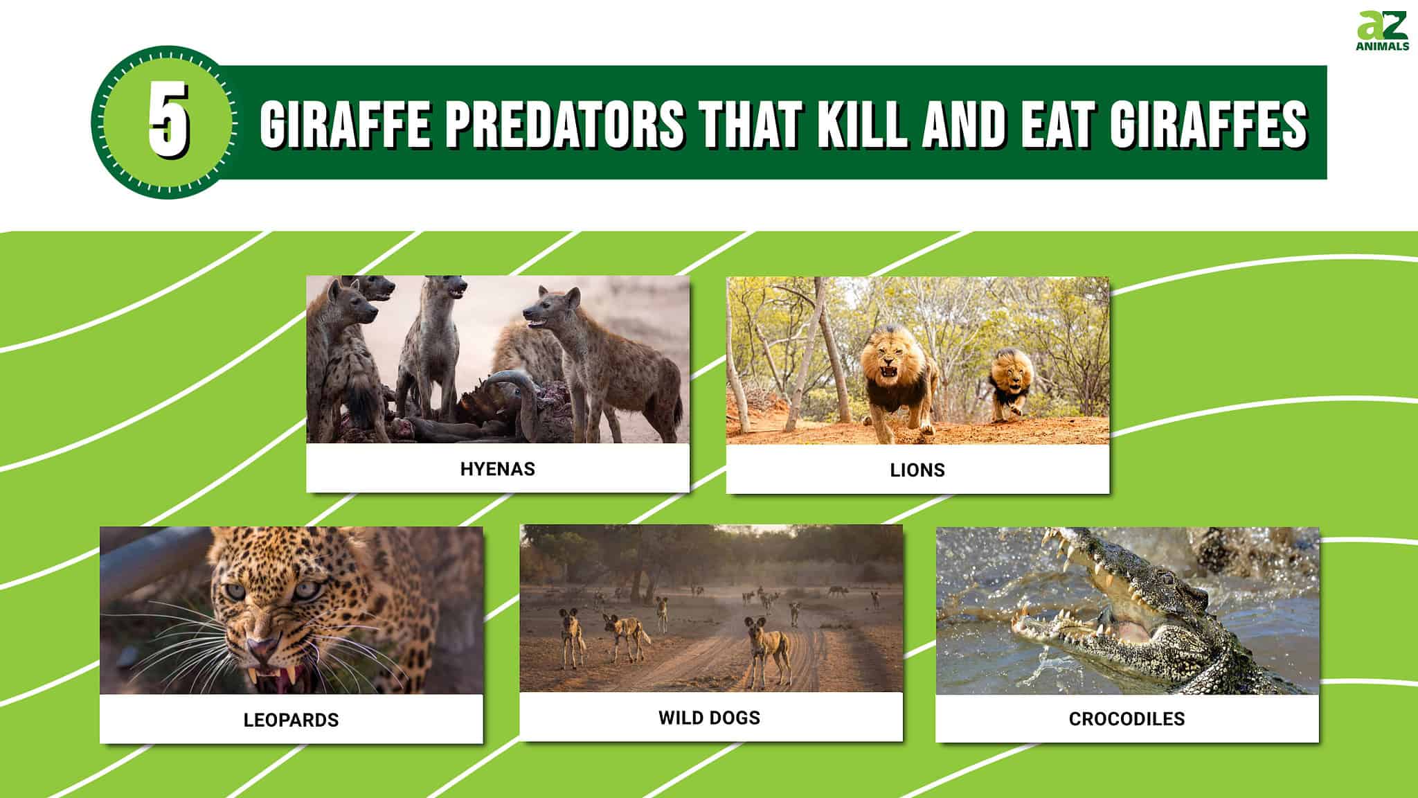 Giraffe Predators: These 5 Animals Kill and Eat Giraffes - A-Z Animals