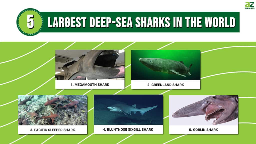 The 5 Largest Deep Sea Sharks In The World - A-Z Animals