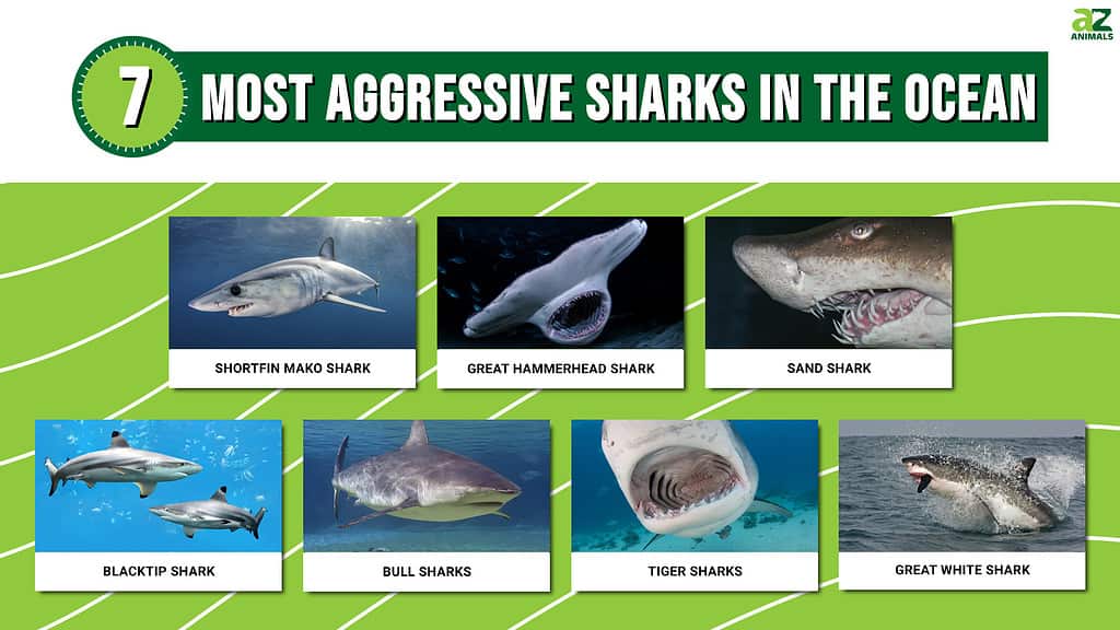 Most Aggressive Sharks in the Ocean infographic