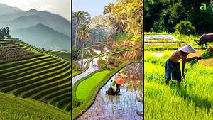 The 10 Countries That Produce the Most Rice in the World Picture