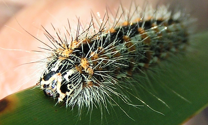 Acronicta insularis (Cattail moth caterpillar)