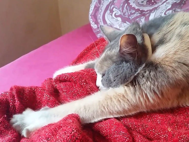 Cat wool sucking