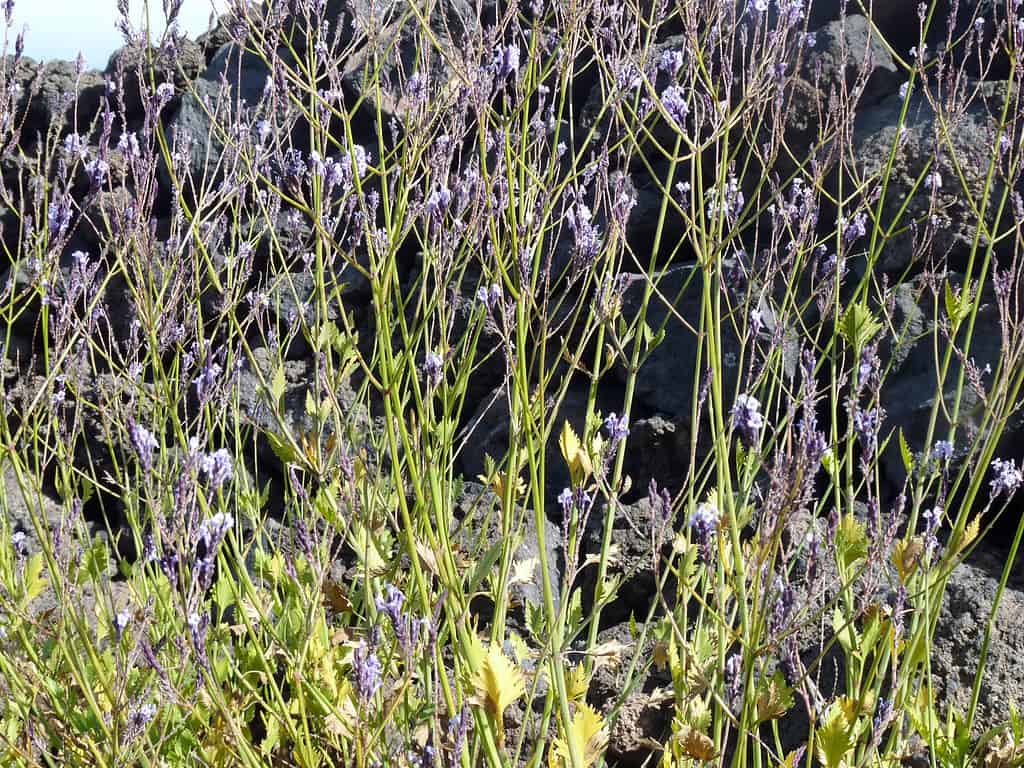 Chã das Caldeiras (île de Fogo, Cap-Vert) : Lavandula rotundifolia, espèce endémique