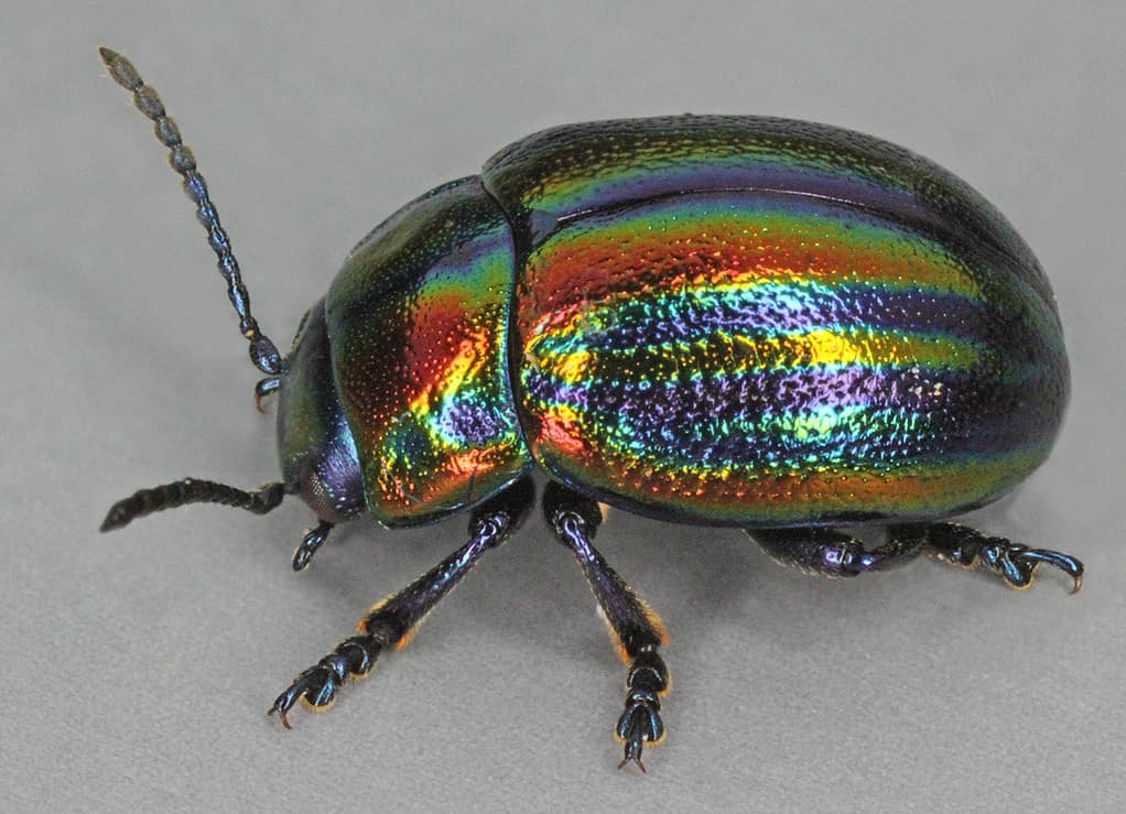 rainbow leaf beetle aka snowdon beetle