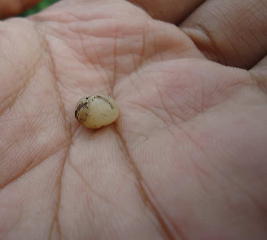  Earthworm egg from Lumbricus rubellus. Philippines.