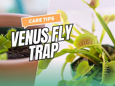 A How Often Do You Water Venus Fly Traps? 9 Critical Tips for a Thriving Plant