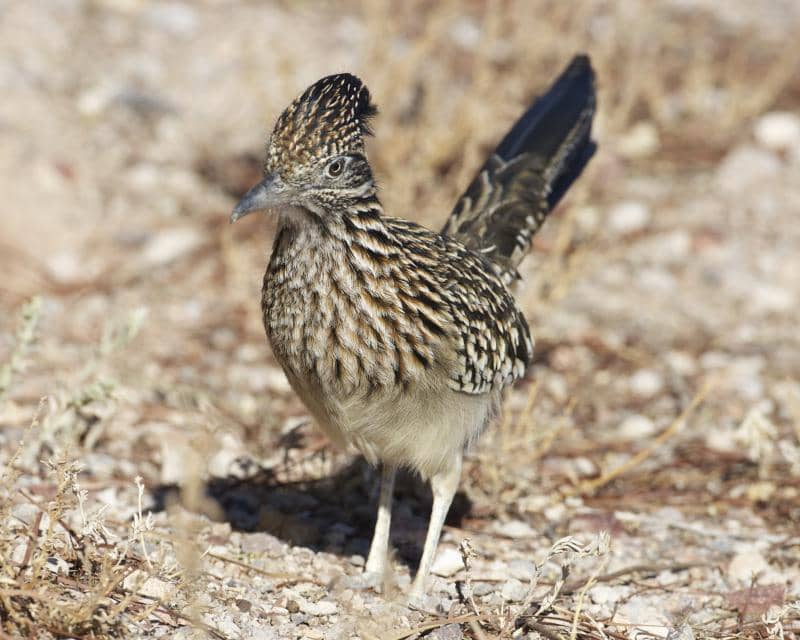 Greater Roadrunner
