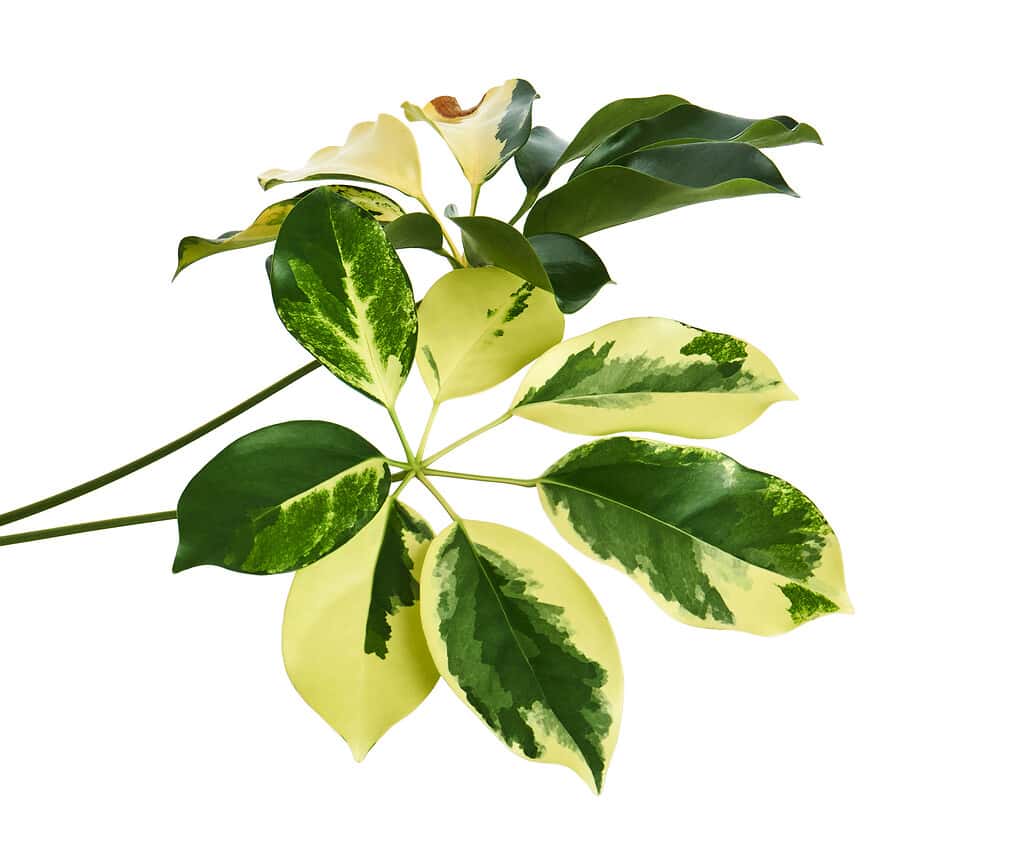 Schefflera variegated foliage "Gold Capella", Exotic tropical leaf, isolated on white background with clipping path