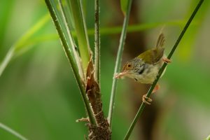Meet the Genius Tailorbird That Stitches Leaves Together to Make a Nest photo