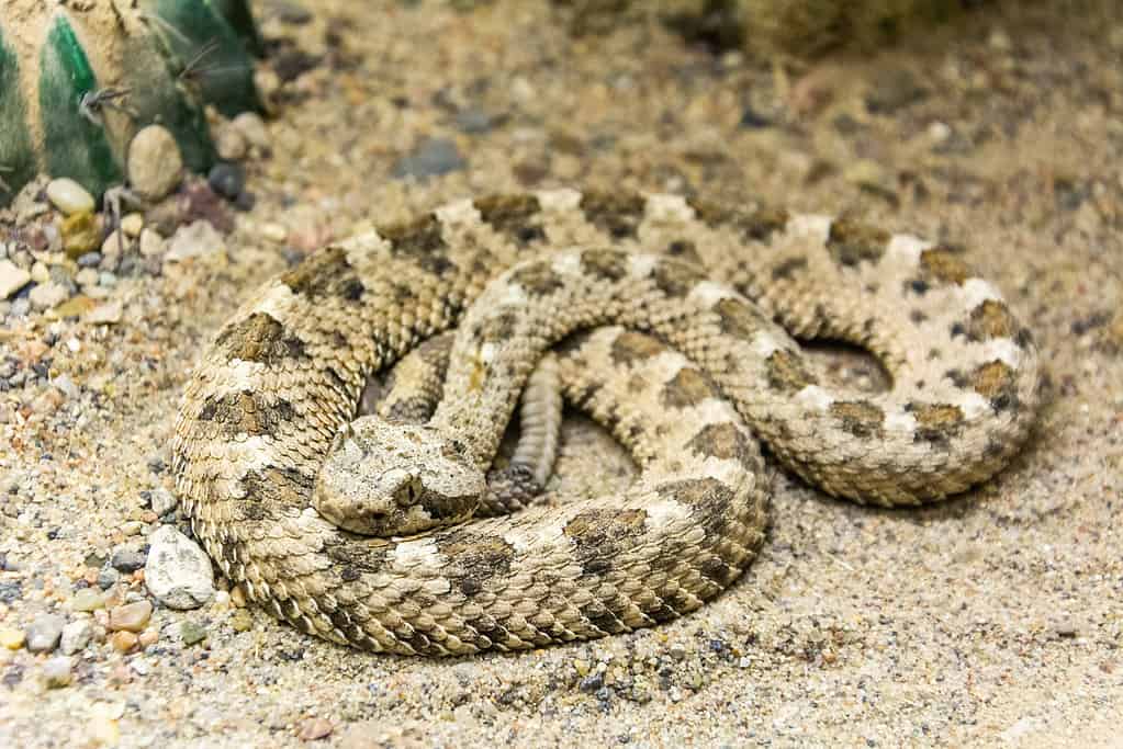 Colorado Desert Sidewinder (Crotalus cerastes laterorepens)