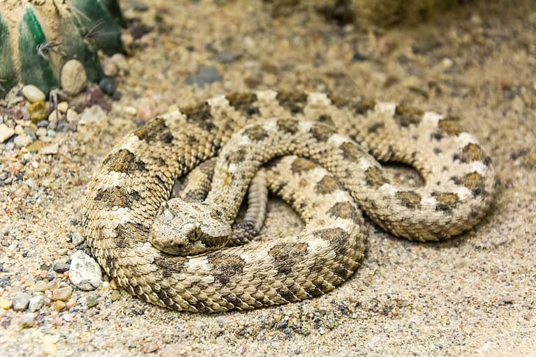 Colorado Desert Sidewinder (Crotalus cerastes laterorepens)