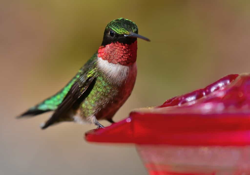 Ruby-throated hummingbird at backyard feeder