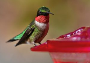 Discover When Hummingbirds Will Return to Virginia Picture