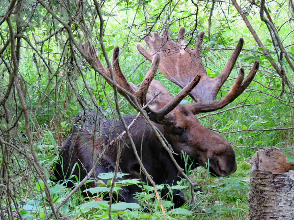 Moose in Isle Royale National Park
