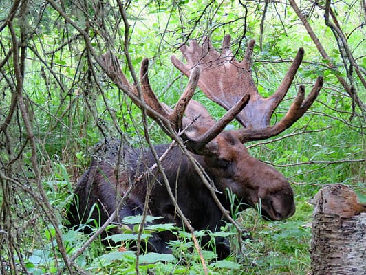 These States Have the Most Moose Roaming Free - A-Z Animals