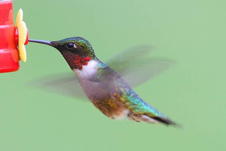 Ruby-throated Hummingbird At A Feeder