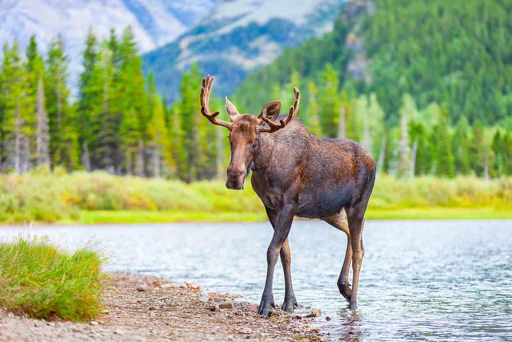 A young, male bull moose with antlers feeding in a lake in Glacier National Park, Montana, USA