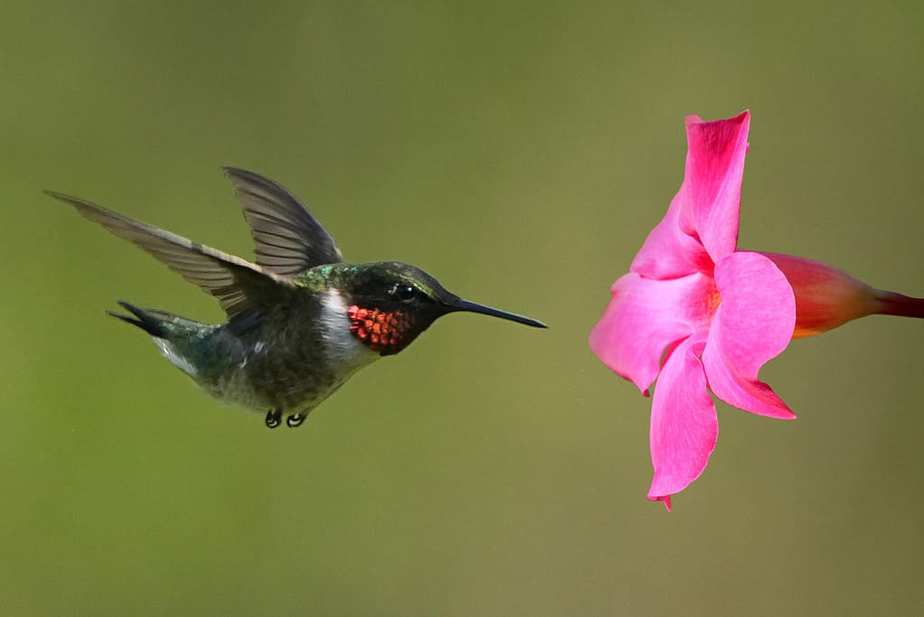 Hummingbird approaching pink flower