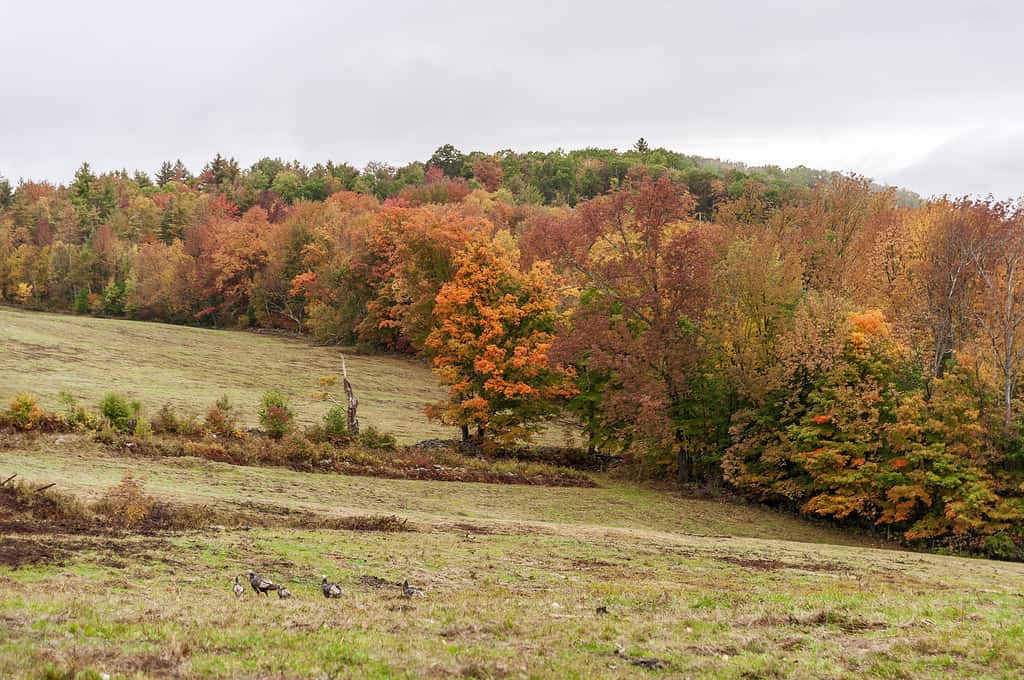 Wild turkeys foraging on hillside field