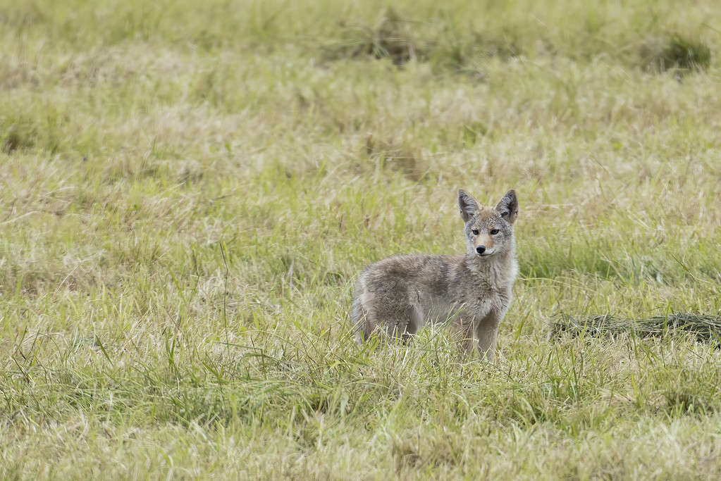 Alert coyote in a grassy field.