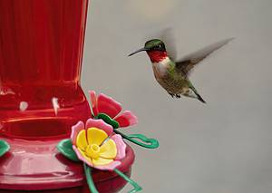 Setting Up Your New Hummingbird Feeder? Here’s How Long It’ll Take for Them to Show Up! Picture