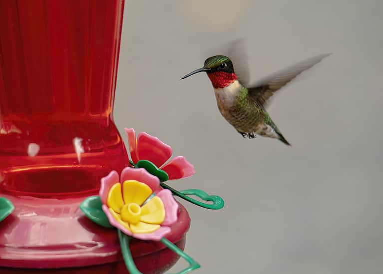 Male Ruby-Throated Hummingbird Hovers Upright Near Feeder