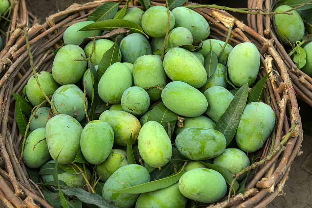 mangoes farming , mango market Punjab Pakistan