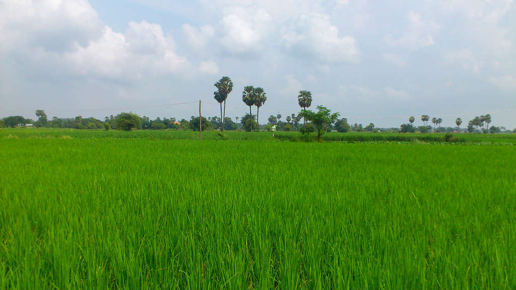 The Cambodia rice field. The fresh rice field in Asia.